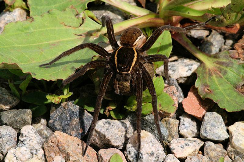 Dolomedes_fimbriatus_D5092_Z_90_Canal du Nivernais_Frankrijk.jpg